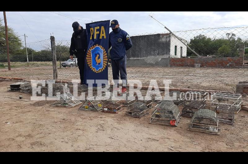 VIDEO  La Policiacutea Federal asestoacute golpe al contrabando de aves silvestres