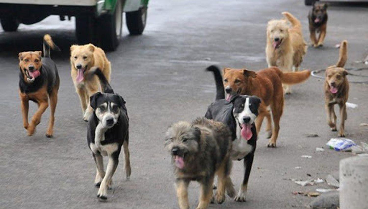 Bdeg Ciudad del Nintildeo- denuncian que quieren matar a perros callejeros