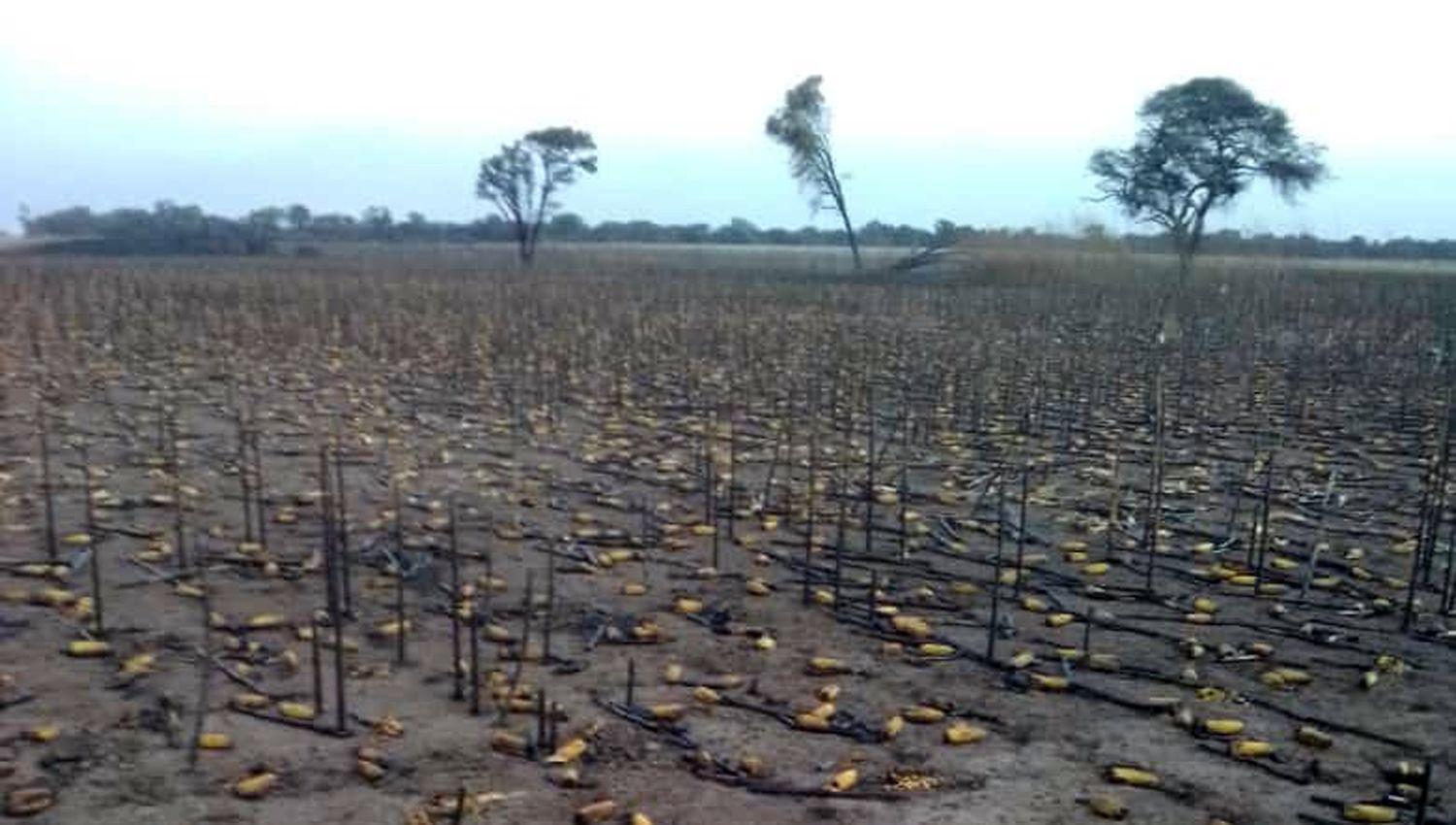 Impactantes videos de incendios en campos del interior