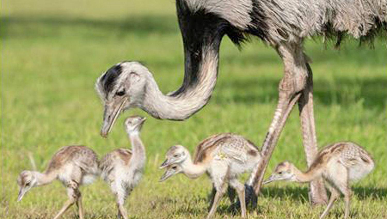 La escasa circulación de personas permitió que se observaran animales silvestres en su h�bitat natural