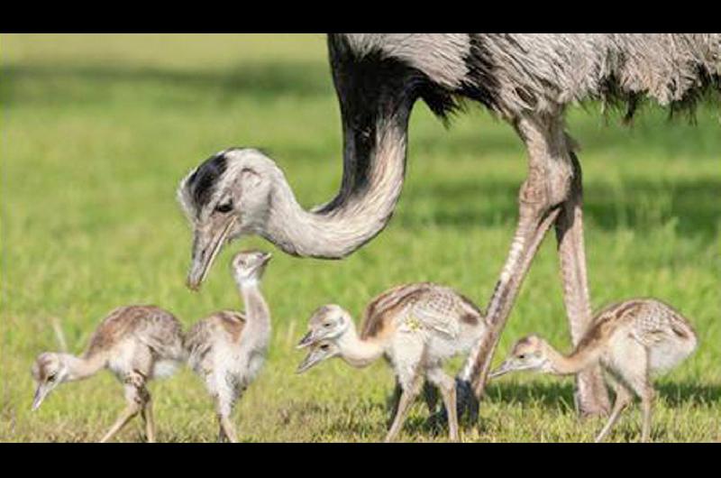 La escasa circulación de personas permitió que se observaran animales silvestres en su h�bitat natural