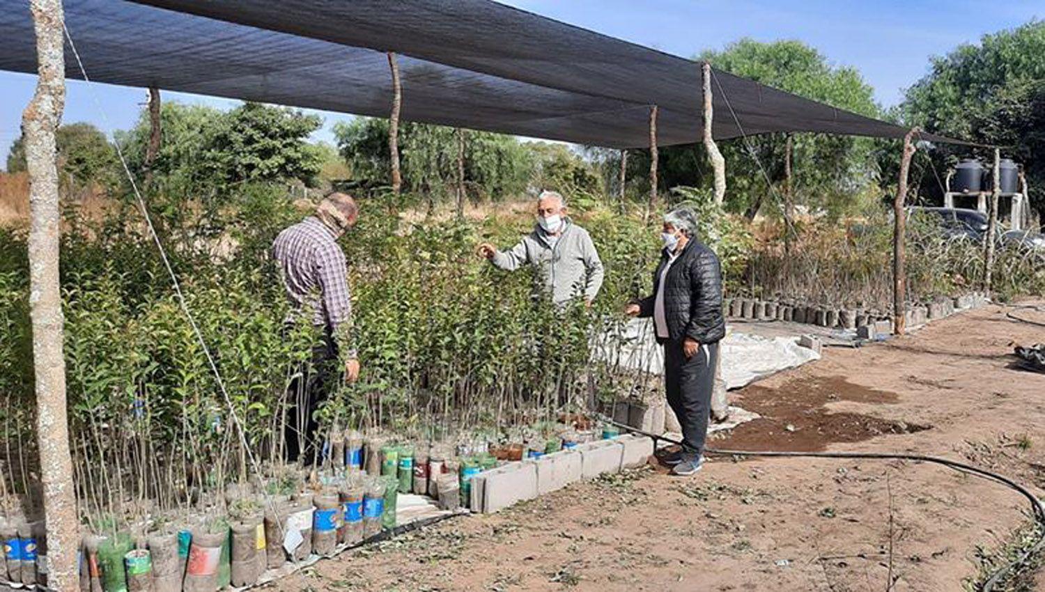 Intercambian mano de obra por plantas entre San Pedro de Santiago y Catamarca