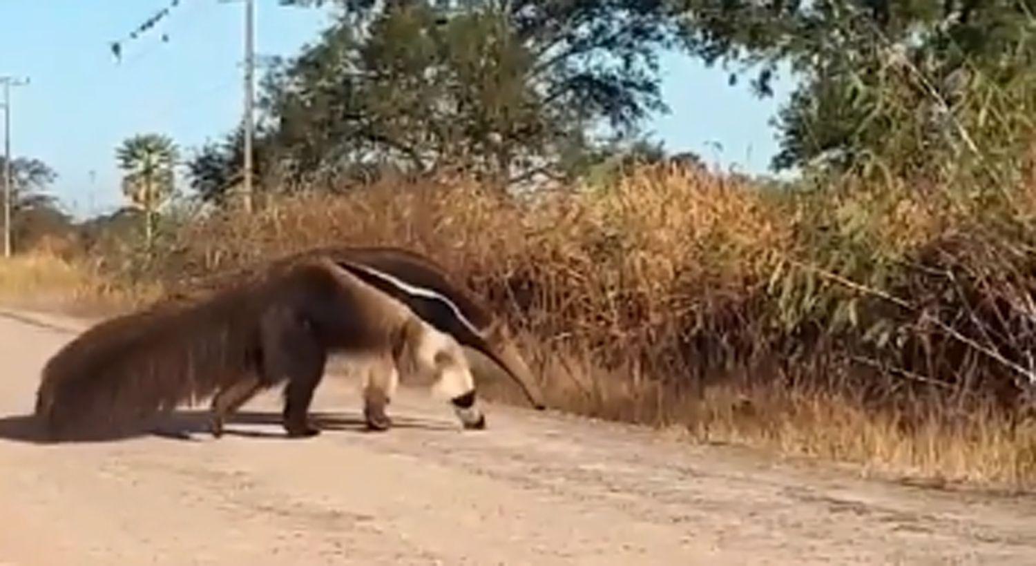 VIDEO- oso hormiguero sorprendioacute a policiacuteas en un puesto de control