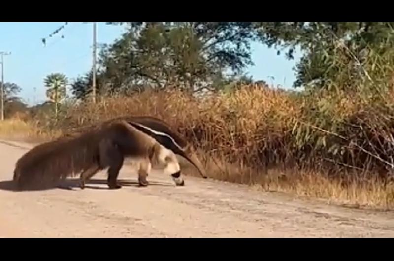 VIDEO- oso hormiguero sorprendioacute a policiacuteas en un puesto de control