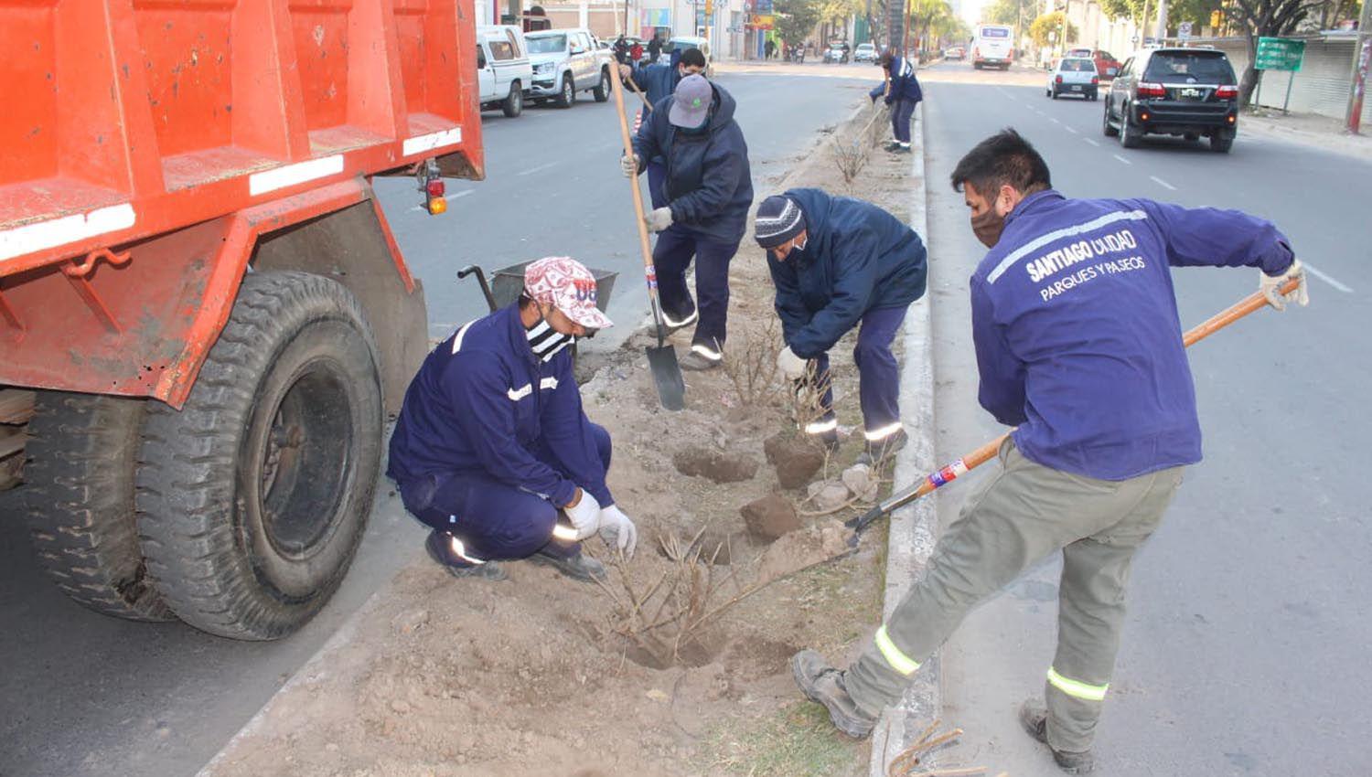 La Municipalidad continuacutea con la colocacioacuten de plantas ornamentales en la platabanda de Belgrano