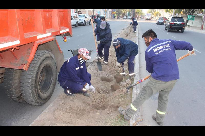 La Municipalidad continuacutea con la colocacioacuten de plantas ornamentales en la platabanda de Belgrano