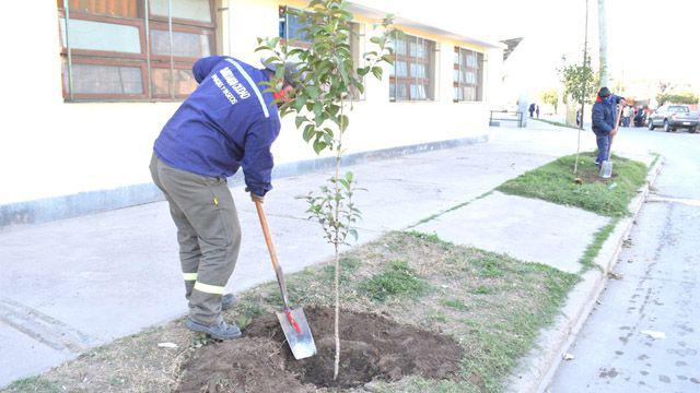 La Capital avanza con su programa de arbolado urbano esta vez en el barrio 8 de Abril