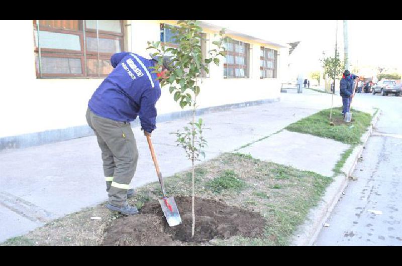 La Capital avanza con su programa de arbolado urbano esta vez en el barrio 8 de Abril