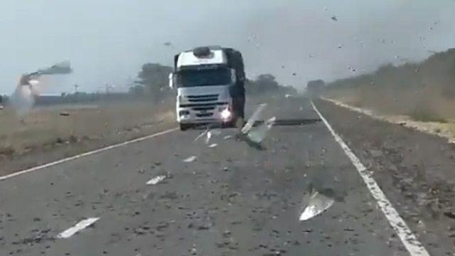 Alertan por el ingreso de mangas de langostas gigantes desde el norte santiaguentildeo