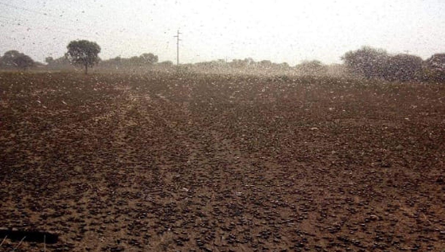 FOTOS Y VIDEOS  Una enorme manga de langostas cruzoacute la zona de Mataraacute