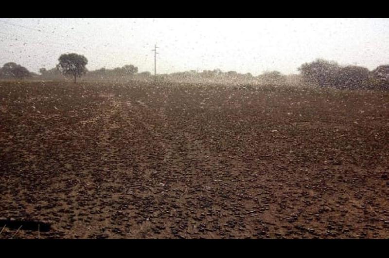 FOTOS Y VIDEOS  Una enorme manga de langostas cruzoacute la zona de Mataraacute