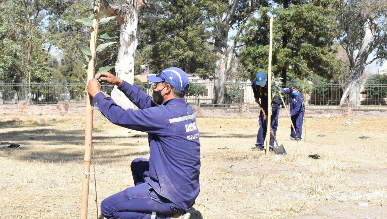 Plantaron nuevos eucaliptos en el Parque Aguirre