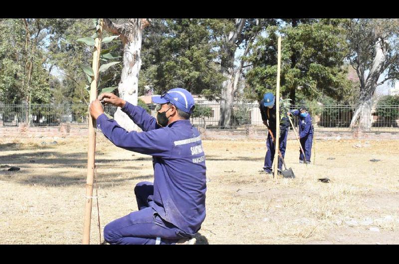 Plantaron nuevos eucaliptos en el Parque Aguirre