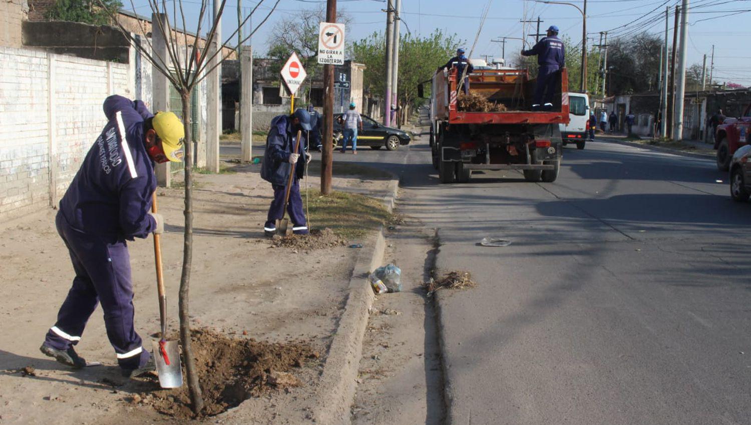 La Capital plantoacute maacutes 3500 aacuterboles en las veredas del barrio 8 de Abril