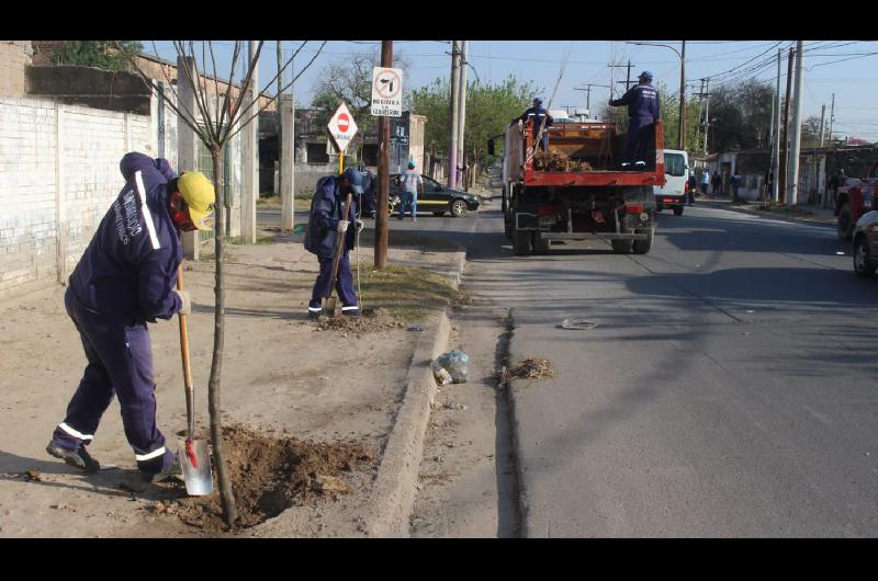 La Capital plantoacute maacutes 3500 aacuterboles en las veredas del barrio 8 de Abril