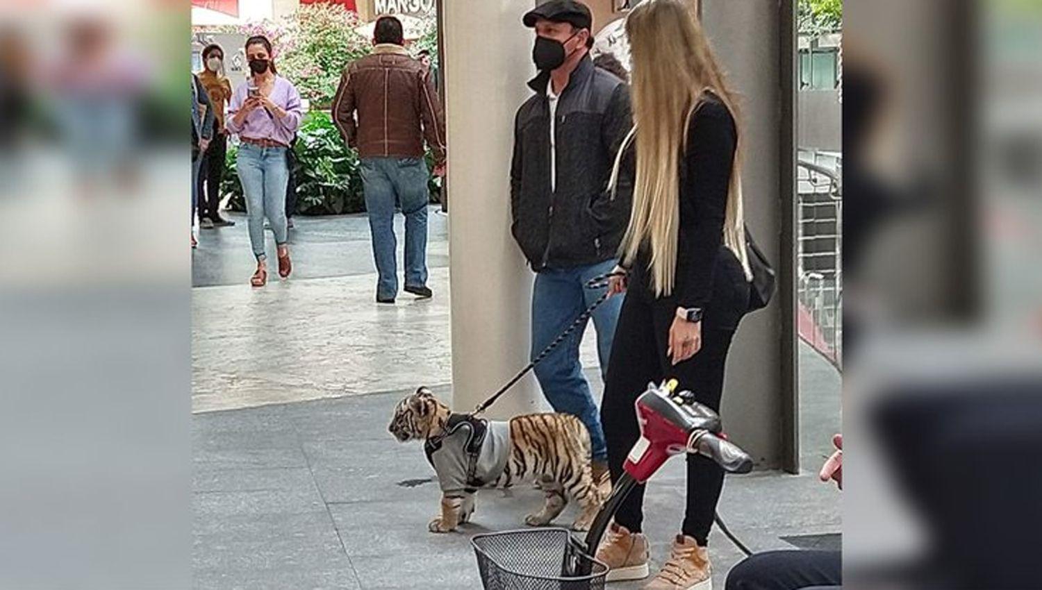 VIDEO  Una joven salioacute a pasear en Meacutexico con un cachorro de tigre de Bengala