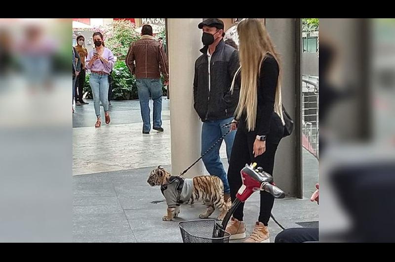 VIDEO  Una joven salioacute a pasear en Meacutexico con un cachorro de tigre de Bengala