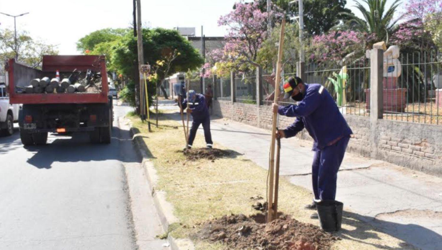 La Ing Fuentes informoacute que se inicioacute la plantacioacuten de maacutes de 400 lapachos rosados