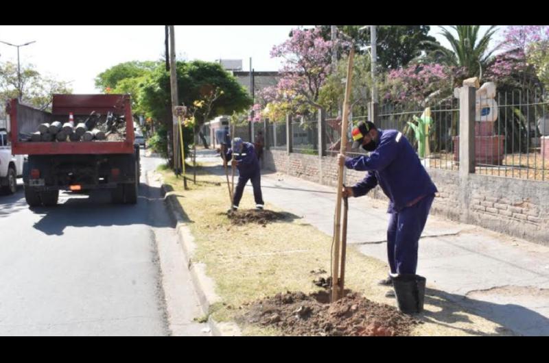 La Ing Fuentes informoacute que se inicioacute la plantacioacuten de maacutes de 400 lapachos rosados