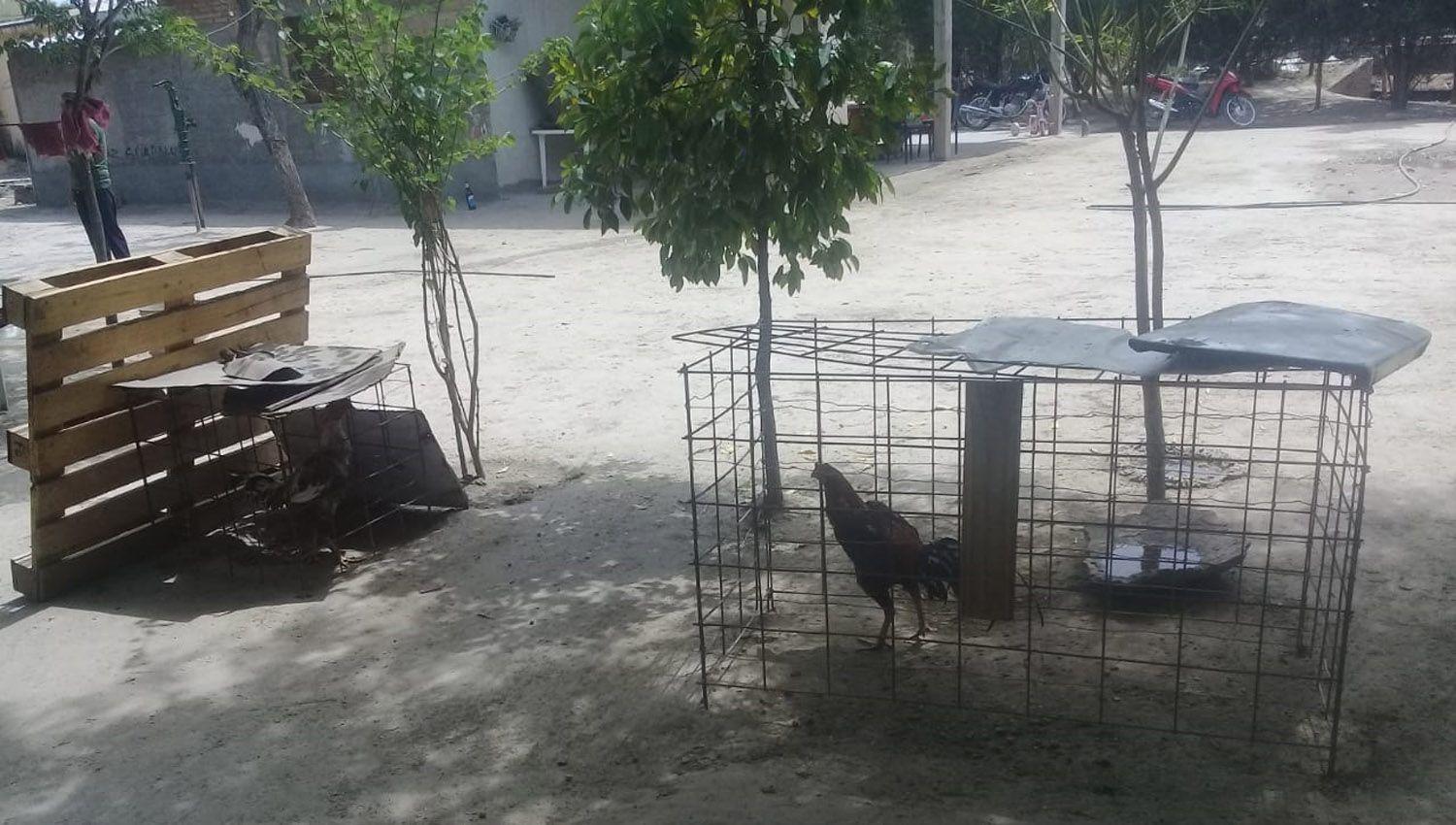 Sorprenden a ocho personas participando en un rintildea de gallos