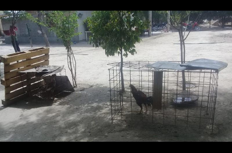 Sorprenden a ocho personas participando en un rintildea de gallos