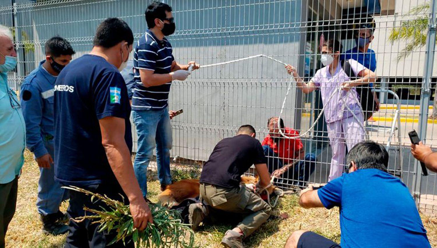 Un animal en riesgo de extincioacuten que huiacutea de los incendios forestales se refugioacute en un shopping