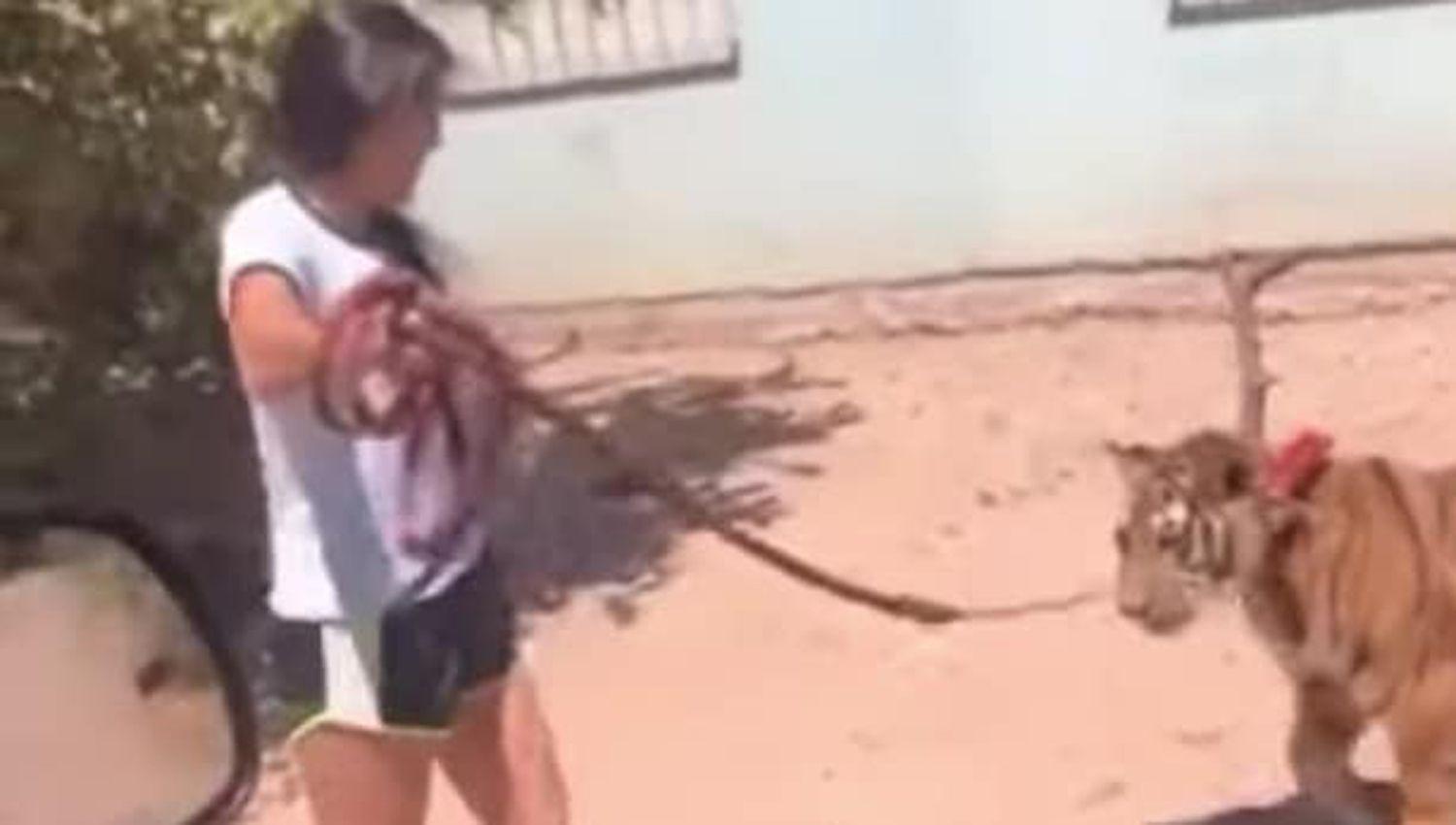 El sorprendente viacutedeo de una nintildea paseando a un tigre con una correa