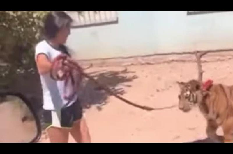 El sorprendente viacutedeo de una nintildea paseando a un tigre con una correa