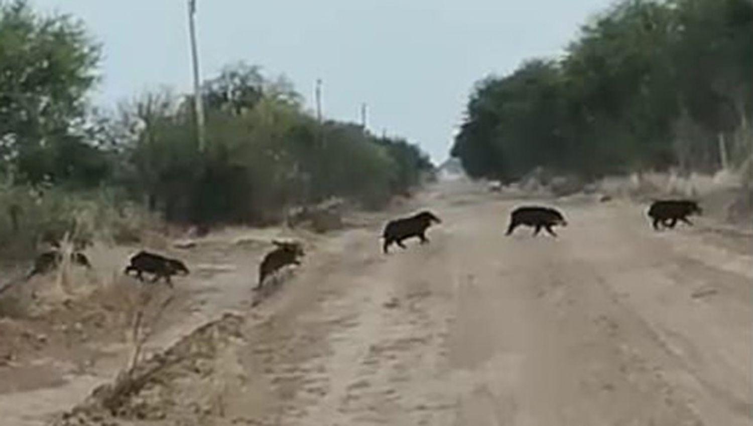 Tras el incendio veterinarios de Ojo de Agua ofrecieron atencioacuten gratuita