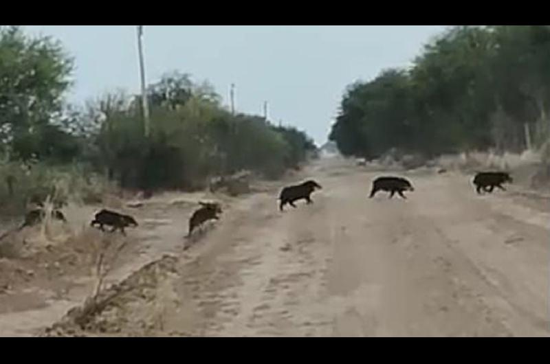 Tras el incendio veterinarios de Ojo de Agua ofrecieron atencioacuten gratuita