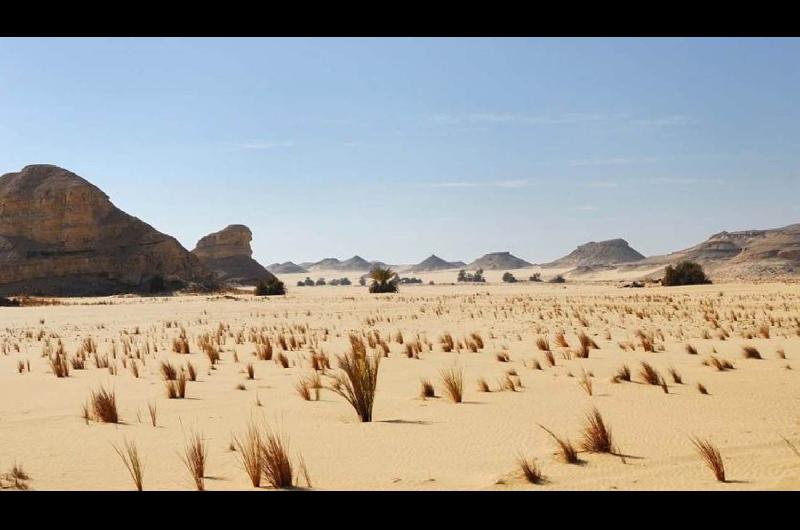 Descubren millones de aacuterboles en el ldquodesiertordquo del Sahara