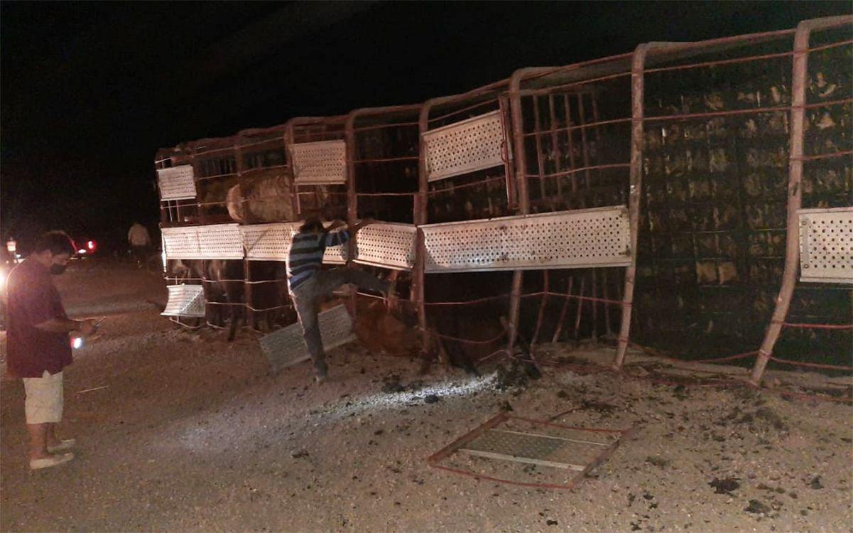 VIDEO  Volcoacute un camioacuten con vacas en Quimiliacute y una recorrioacute la ciudad