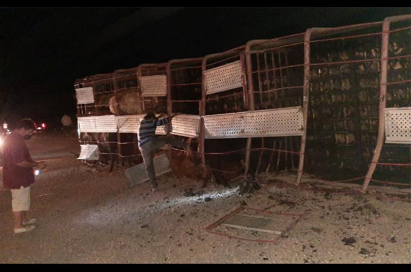 VIDEO  Volcoacute un camioacuten con vacas en Quimiliacute y una recorrioacute la ciudad