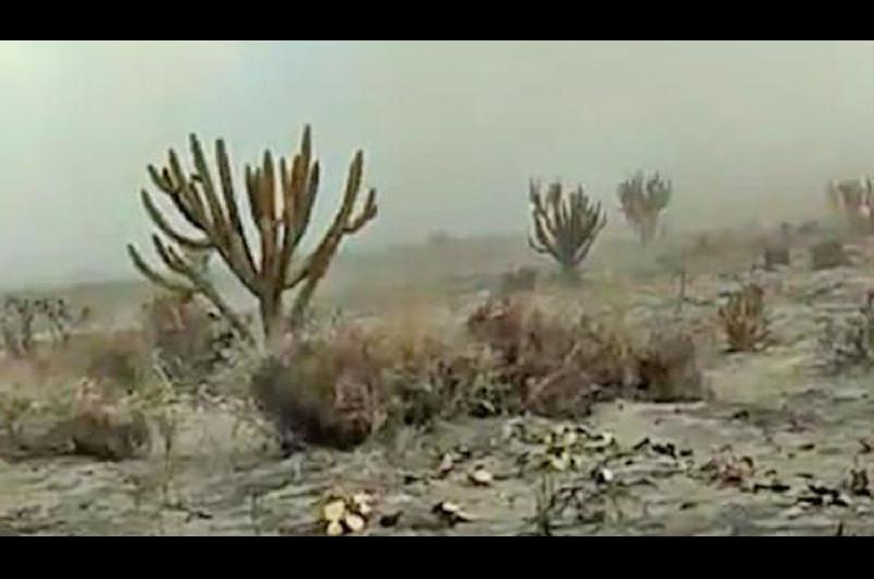 El fuego arrasoacute con unas 1500 hectaacutereas de monte y especies nativas en Salavina