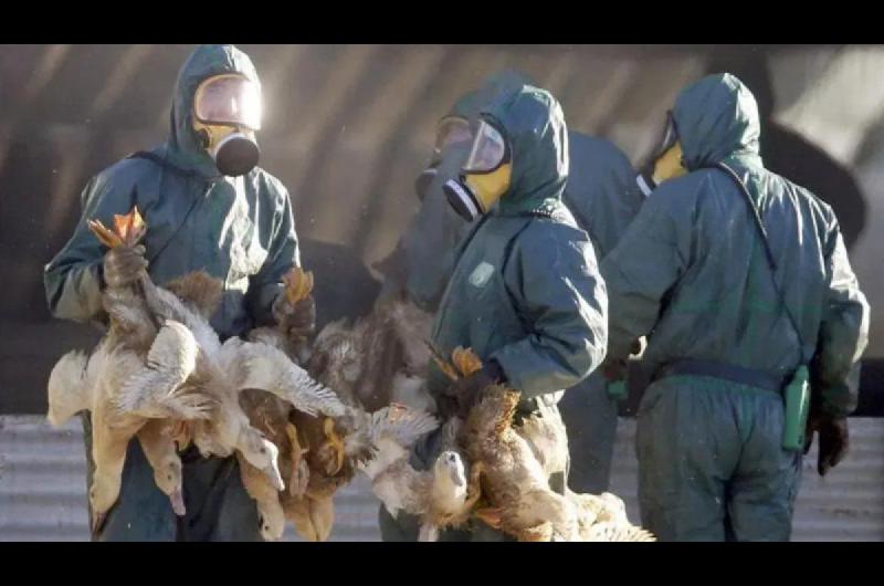 Cerca de 200000 gallinas y pollos fueron sacrificados por contagio de gripe aviar