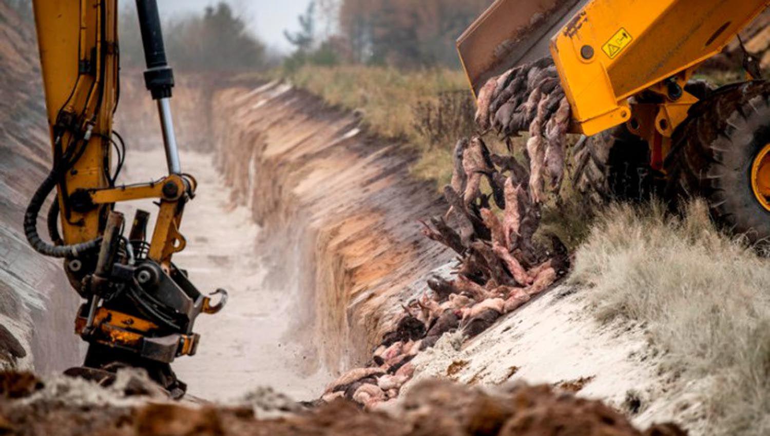 Horror en Dinamarca- los visones sacrificados para prevenir un brote de COVID-19 estaacuten emergiendo de la tierra