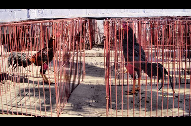 Participaban en una rintildea de gallos y terminaron presos