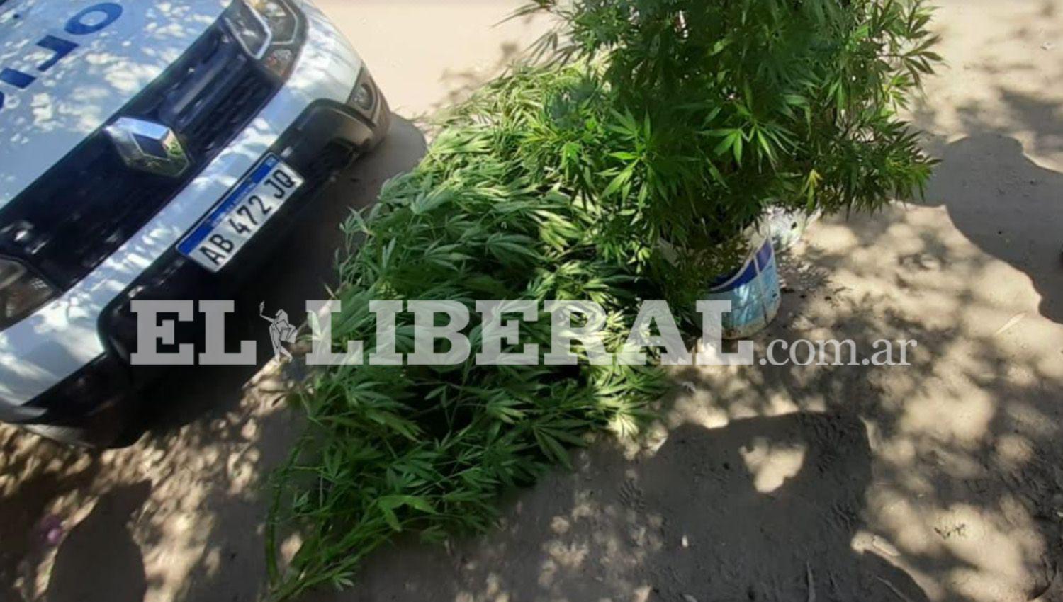 IMAacuteGENES  Bdeg Reconquista- Descubren numerosas plantas de marihuana en los patios de dos casas de familia