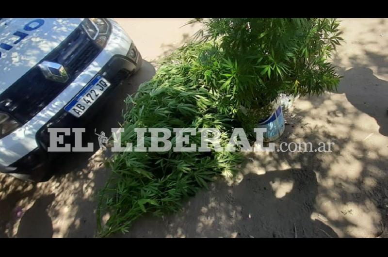 IMAacuteGENES  Bdeg Reconquista- Descubren numerosas plantas de marihuana en los patios de dos casas de familia