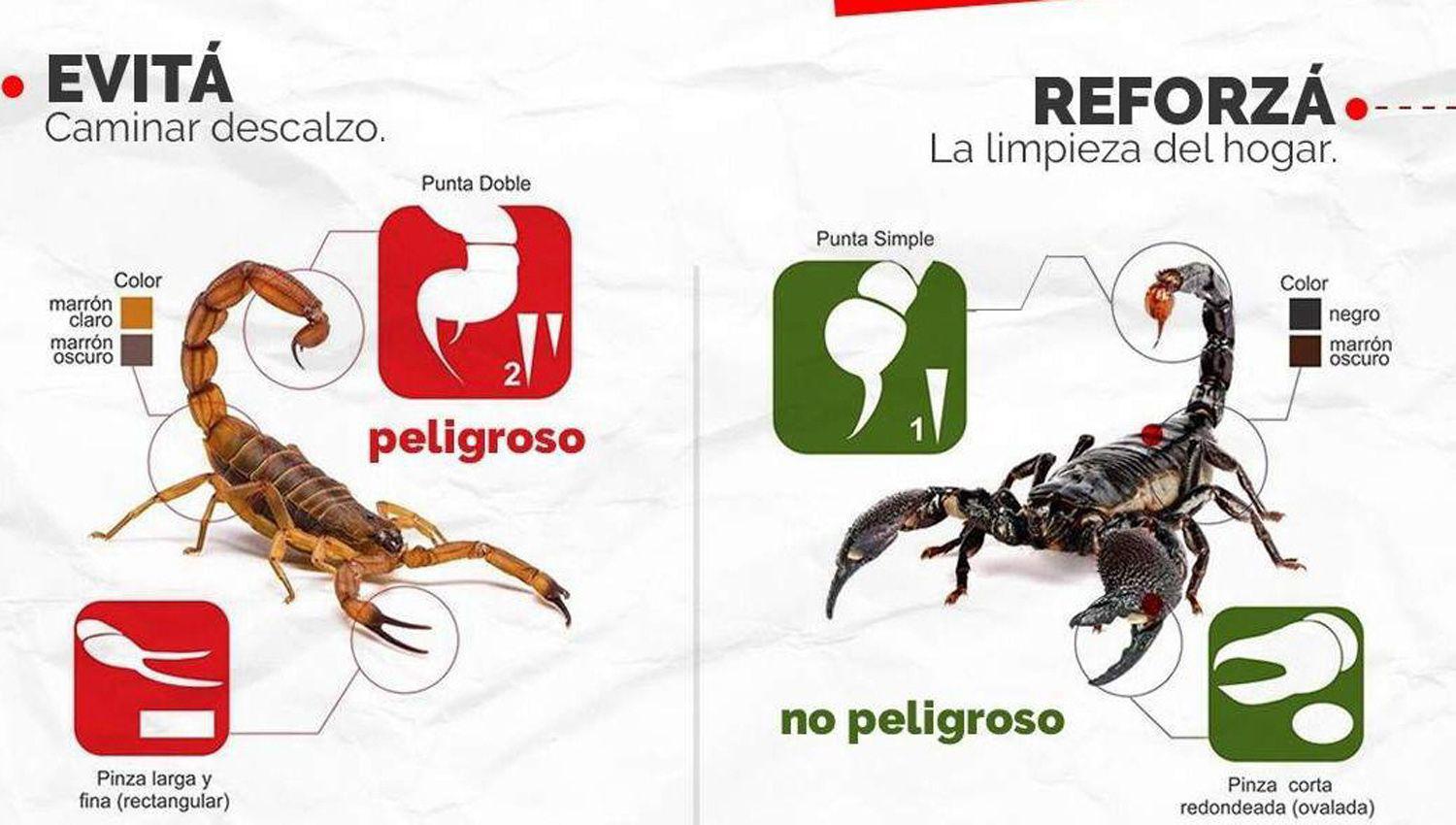 Con calor y humedad volvieron escorpiones e insectos y piden cuidar especialmente a nintildeos