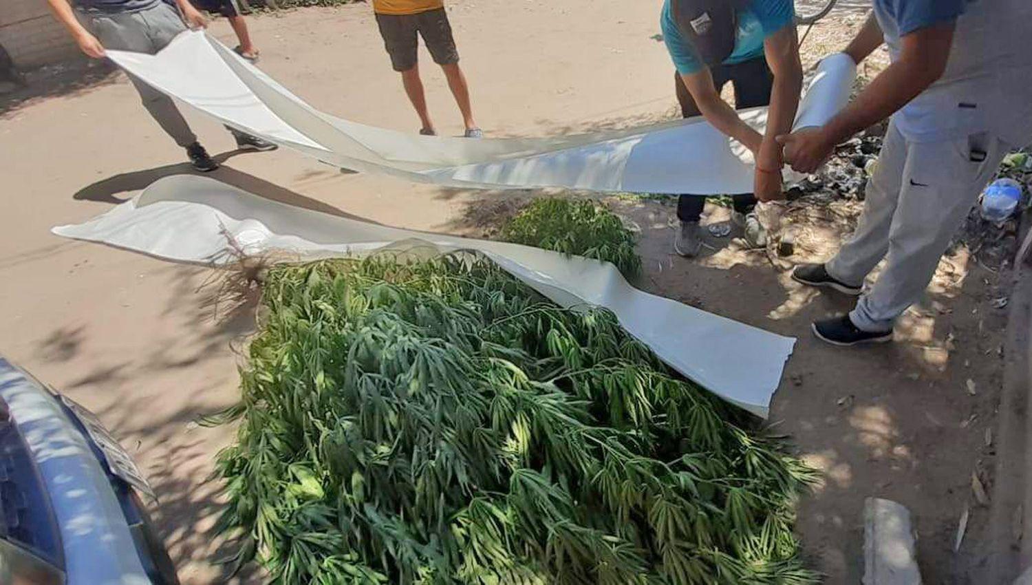 En una casa del Bdeg Reconquista hallan plantas de cannabis