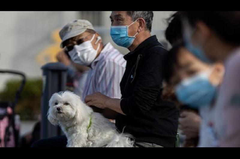 En Meacutexico cinco perros fueron diagnosticados con Covid