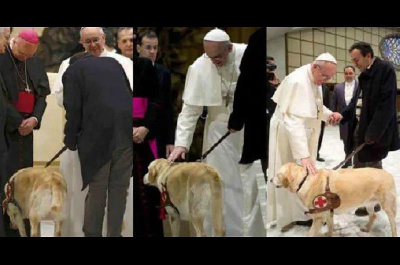 Desde 1976 estaacute prohibido tener mascotas en el Vaticano y ahora piden derogar la norma