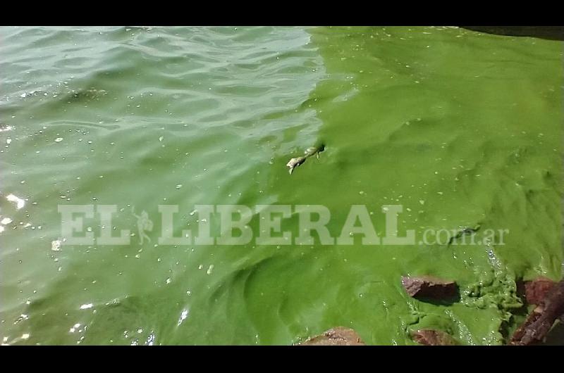 Nuevamente se observan concentraciones de algas verdes y peces muertos a las orillas del Embalse Riacuteo Hondo