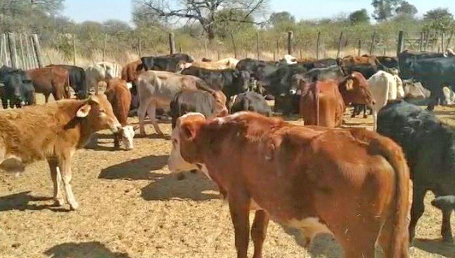 Desbaratan ldquosociedadrdquo dedicada al cuatrerismo y secuestraron 70 animales