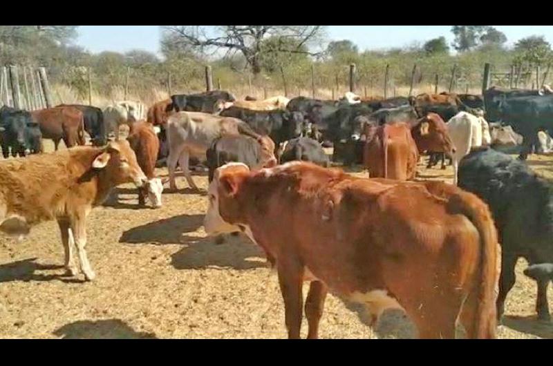 Desbaratan ldquosociedadrdquo dedicada al cuatrerismo y secuestraron 70 animales