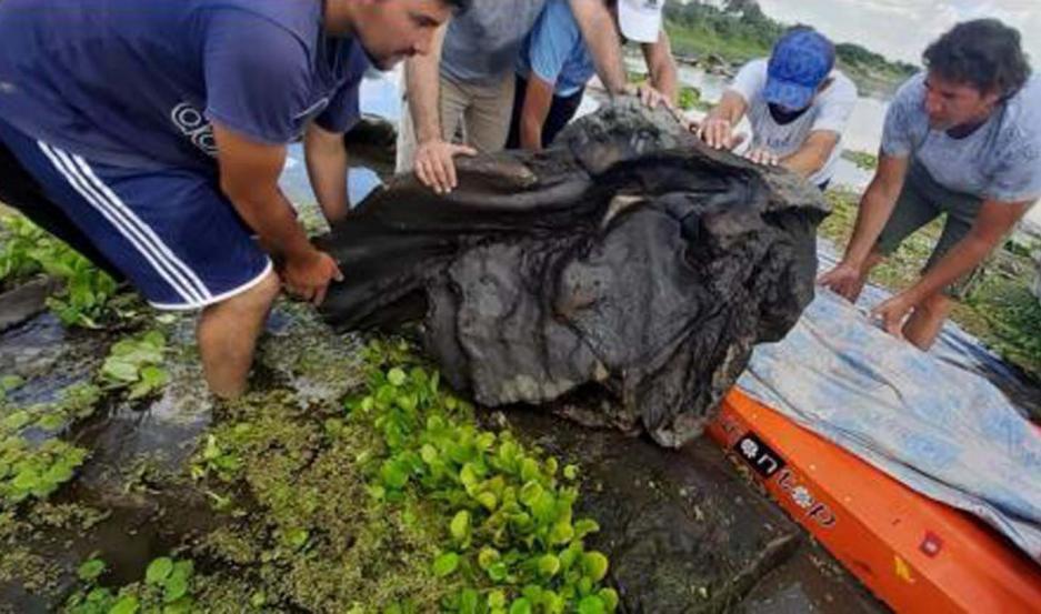 Encuentran restos de un gliptodonte en la cuenca del Riacuteo Dulce