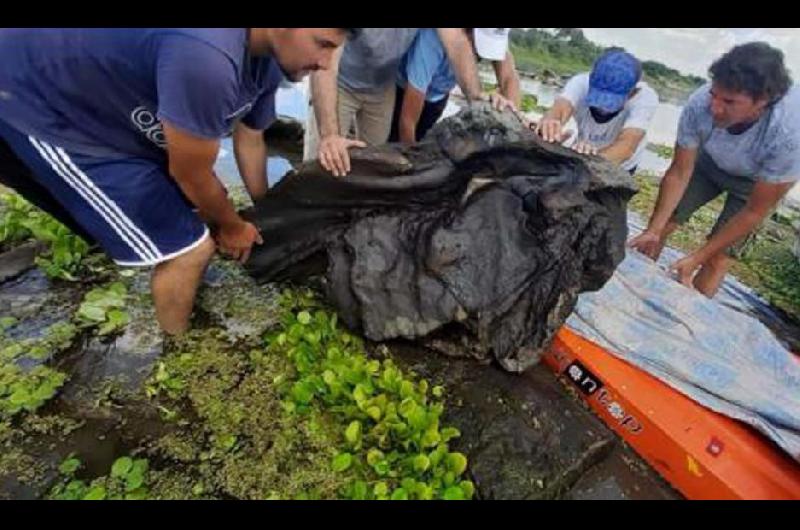 Encuentran restos de un gliptodonte en la cuenca del Riacuteo Dulce