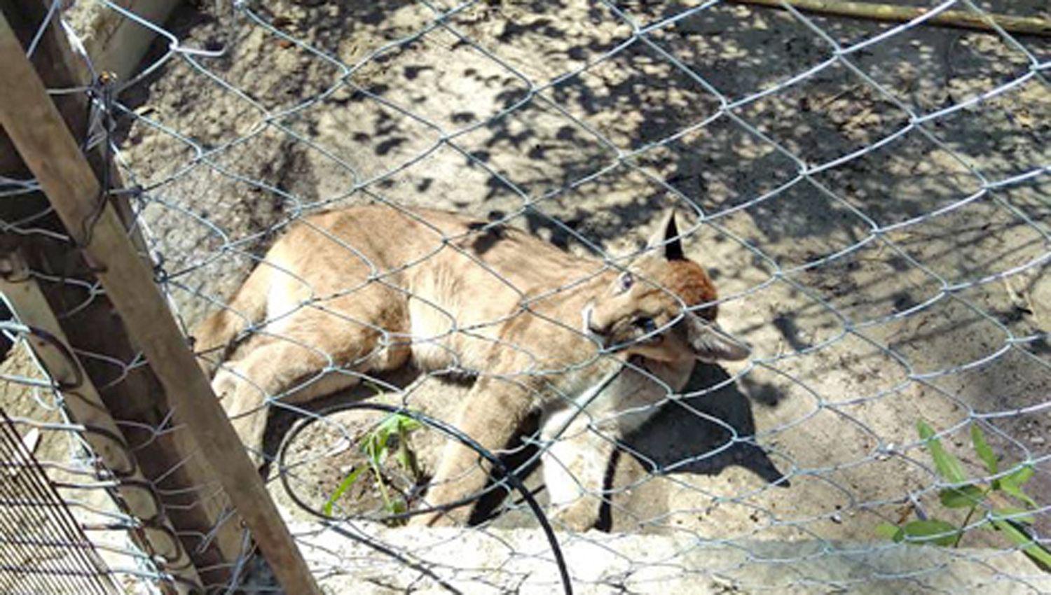 Personal de Fauna de la provincia rescatoacute un ejemplar hembra de puma de una casa de familia