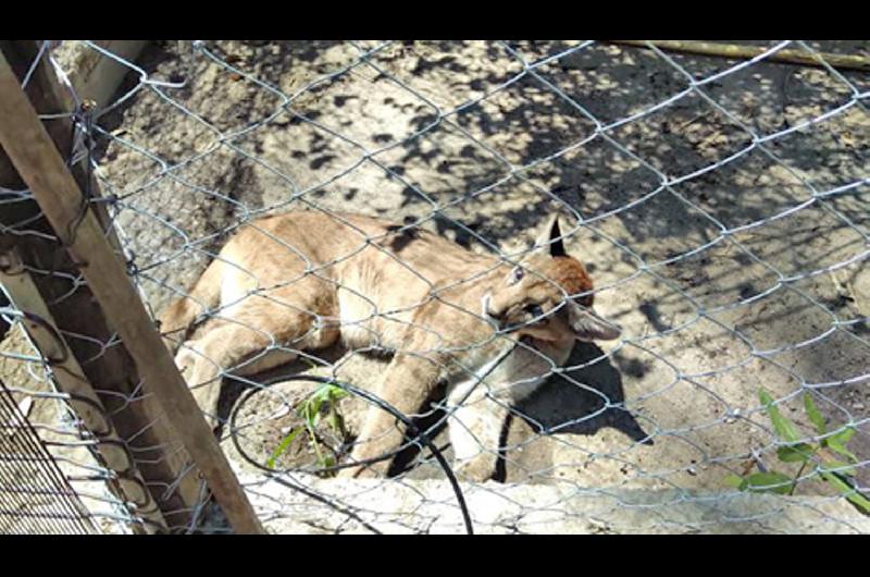 Personal de Fauna de la provincia rescatoacute un ejemplar hembra de puma de una casa de familia